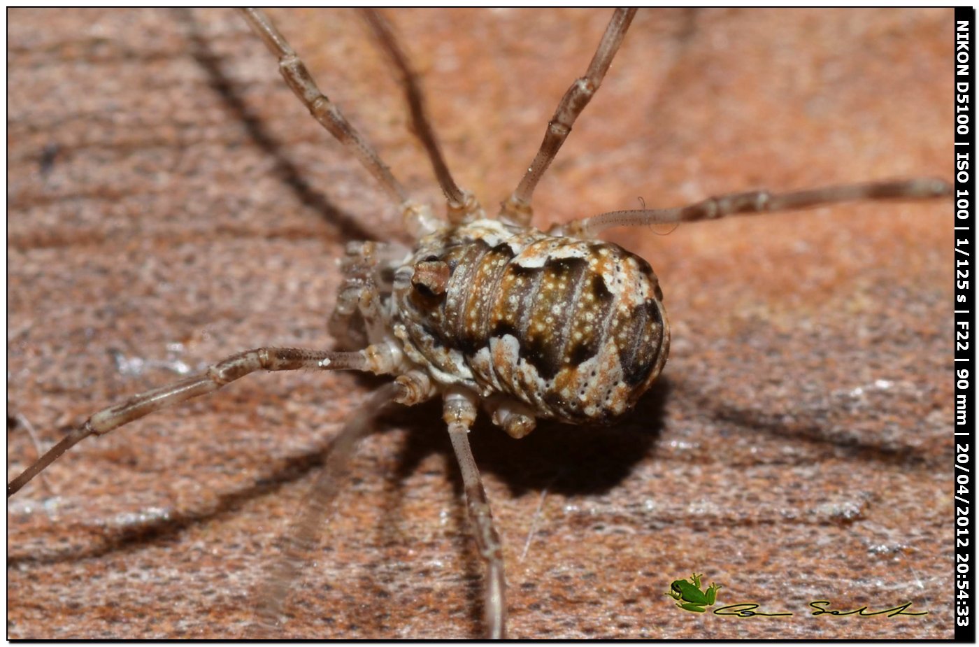 Dasylobus cf. argentatus da Ittiri - No 114